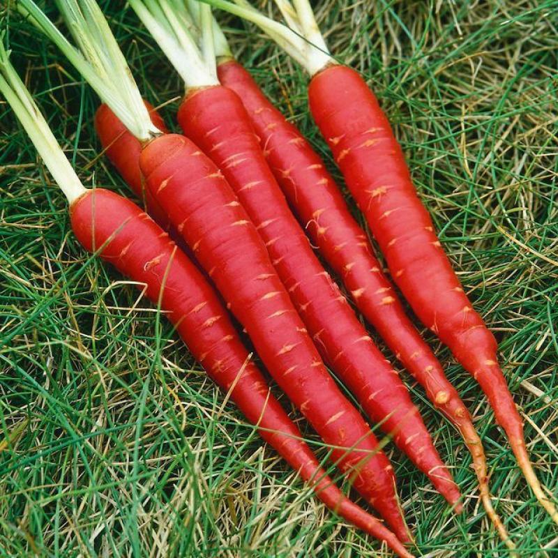 Red Carrots - 4 Kg